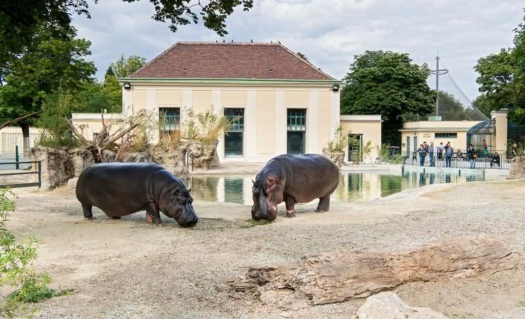 Atracções na Áustria: Jardim Zoológico de Schönbrunn