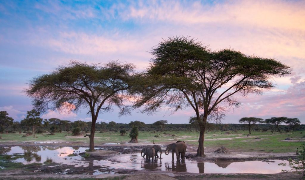 Le parc national de Hwange est une réserve naturelle au Zimbabwe
