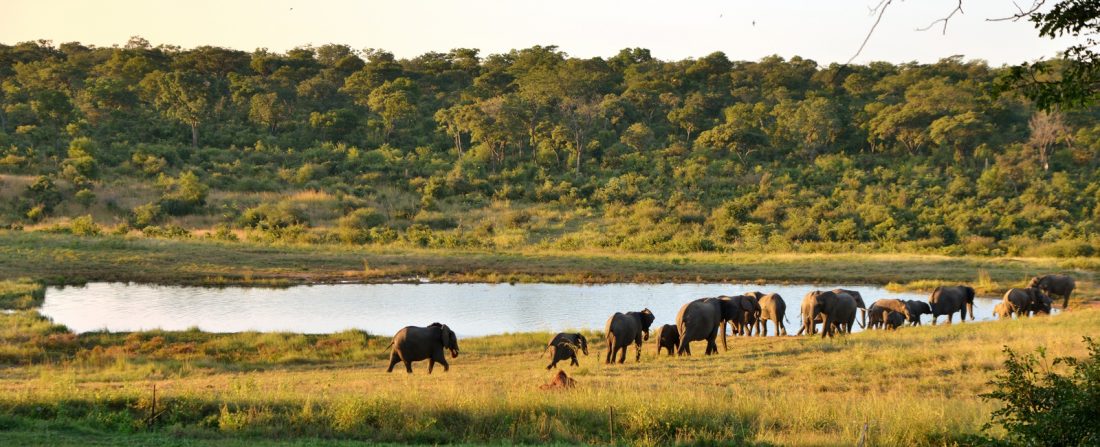 Features of Hwange National Park